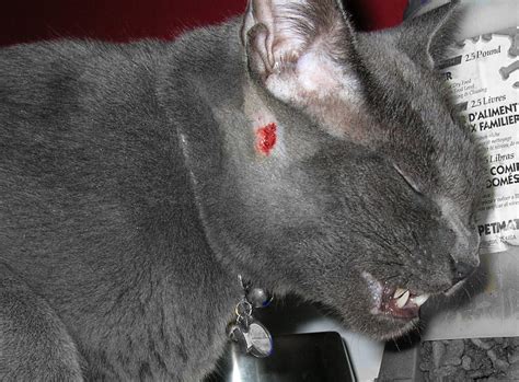 Why Do Pet Cats Attack Their Owners? | PetHelpful