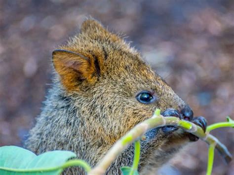 What Do Quokkas Eat: The Interesting Diet and Freaky Facts About ...