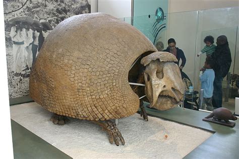 Giant Armadillo Information, Habitat, Adaptations, Pictures