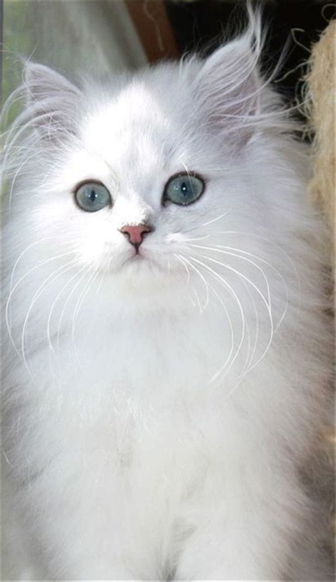 Image - Beautiful White Persian Cat.jpg | Cats Wiki | FANDOM powered by ...