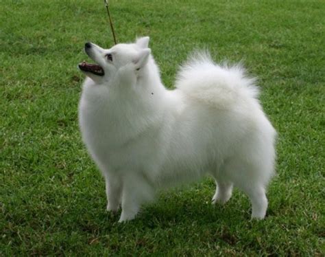 Japanese Spitz: Dog Facts, Breed Information and Care Advice - Dogslife ...