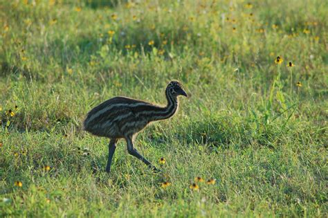 Emu Baby 1 by SalsolaStock on DeviantArt