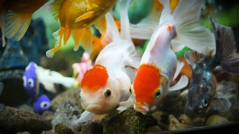 Oranda Goldfish - A-Z Animals