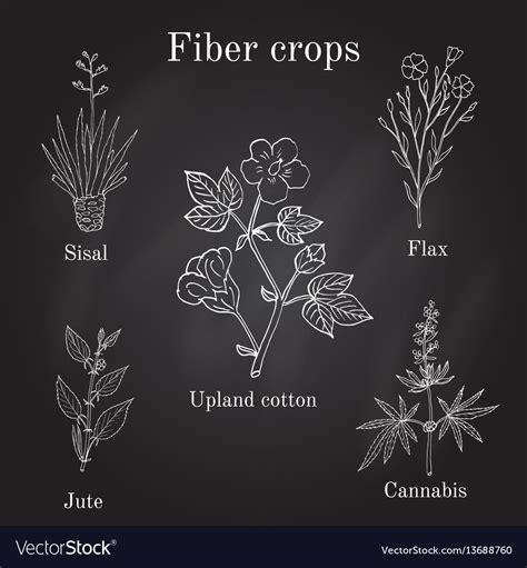 Fiber crops - cotton sisal flax jute cannabis Vector Image