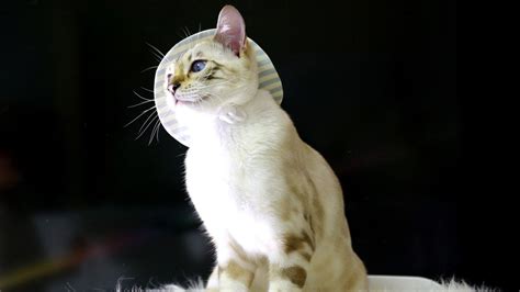 Snow Bengal Cat Breed Facts and Information - Pet Haver