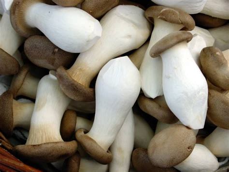 Pleurotus Eryngii Royal Oyster Mushrooms / Mycelium Spores | Etsy