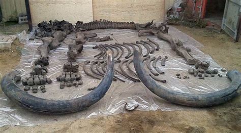 126,000-year-old pre-woolly mammoth skeleton found in Siberia (PHOTOS ...