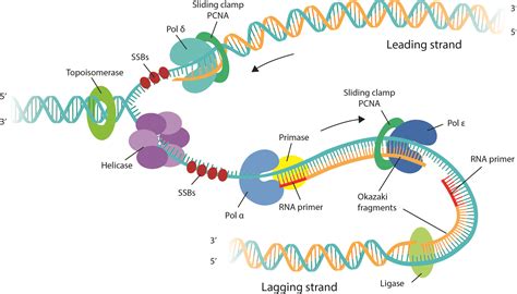 Dna Structure And Replication Labeled