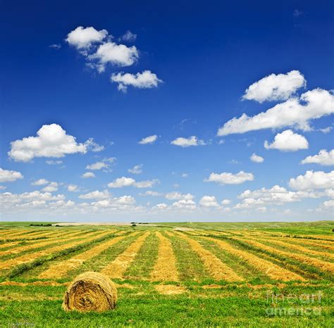 Wheat Farm Field At Harvest Photograph by Elena Elisseeva