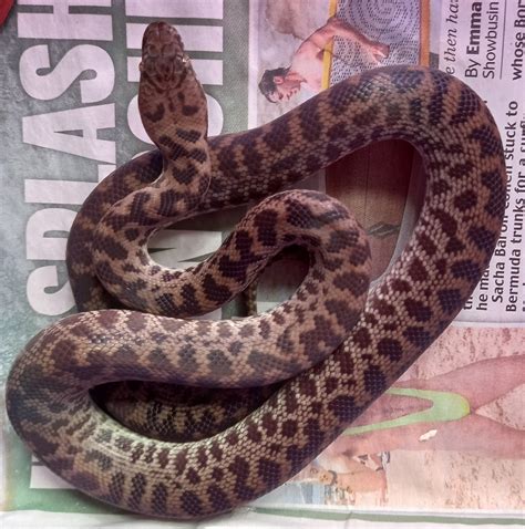 Spotted python male | Reptile Forums