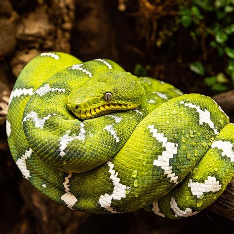 Emerald Tree Boa - Georgia Aquarium