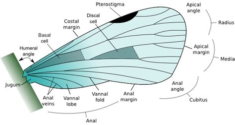 Insect wings - Amateur Entomologists' Society (AES)