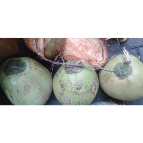 Jual Buah Kelapa Kopyor Tayu Pati di Seller CMF Shop - Randusari, Kota ...