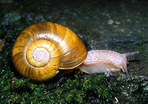 Mollusca