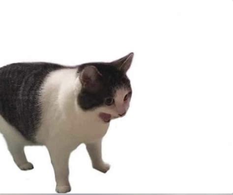 Yelling Cat Meme Template