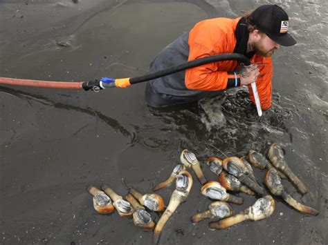 Gallery: Geoduck farming takes off as demand for clams grows in Asia ...