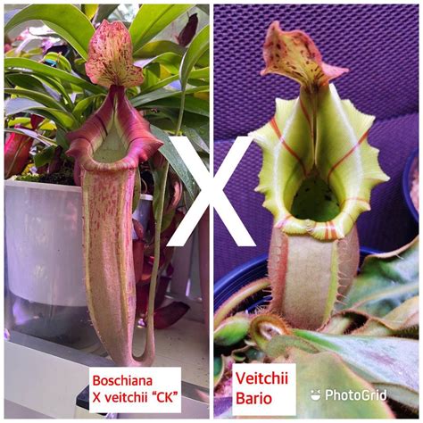 Nepenthes seeds, Furniture & Home Living, Gardening, Plants & Seeds on ...