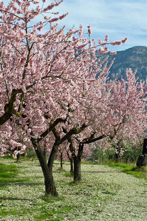 How to Plant, Grow, and Care for Almond Trees | Gardener's Path