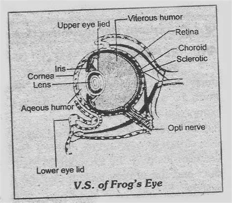 Notes Guide Book: Write a detailed note on the eye of frog.