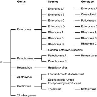 Classification of the virus family Picornaviridae . The clinically most ...