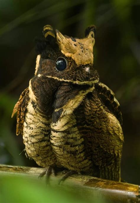 The Great Eared Nightjar is a Unique-Looking Bird