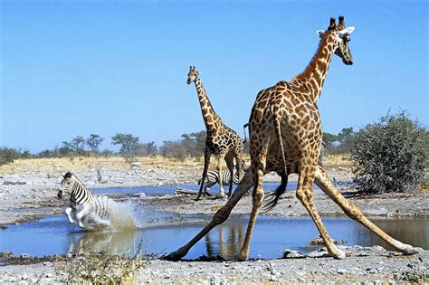 5-five-5: Etosha National Park (Namibia)