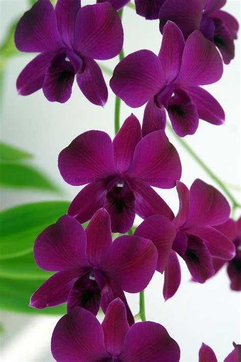 Dark Purple Dendrobium Orchids http://sarahpalmerphotography.com/17737 ...