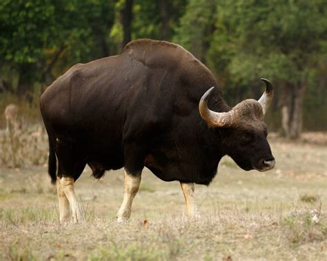 Gaur - Fatti, dieta, habitat e immagini su Animalia.bio