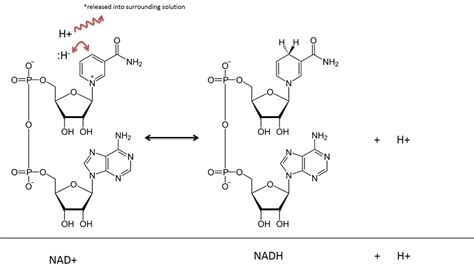 ATP, NAD AND FAD