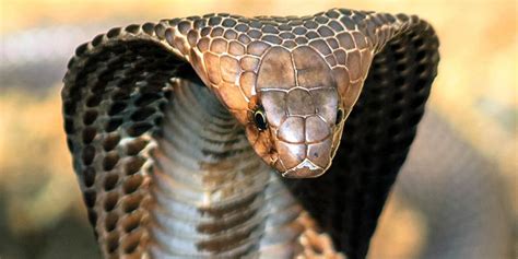 Most Venomous Snakes In The World: 11 Deadliest Snakes⚠️