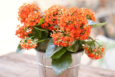 Growing Kalanchoe Plants Indoors