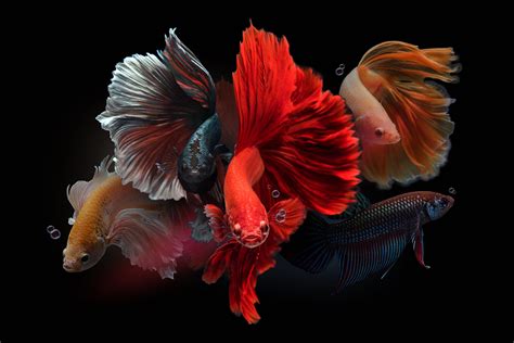 40 Types of Betta Fish Too Beautiful To Miss - Facts.net