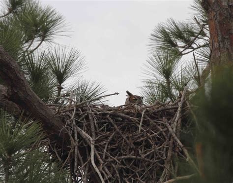 Owls Nest - Protecting the New Jersey Pinelands and Pine Barrens ...