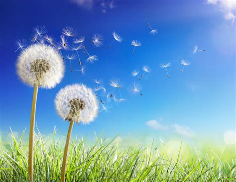 Common Weed Series – All about Dandelion Weeds - Houseman Services