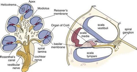 Cochlea Cross Section Diagram