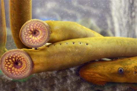 Alien Profile: Sea Lamprey | EEK WI