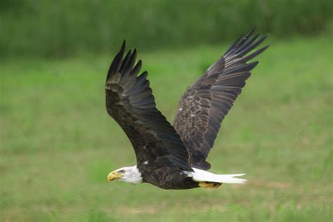 Eagle Flying Photograph by Chester Wiker - Pixels