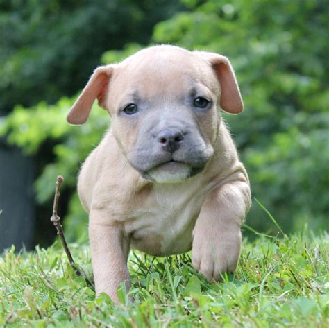 American Bully Puppies For Sale | Stewartstown, PA #216621