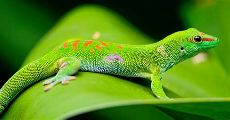 Madagascar Day Gecko Jigsaw Puzzle