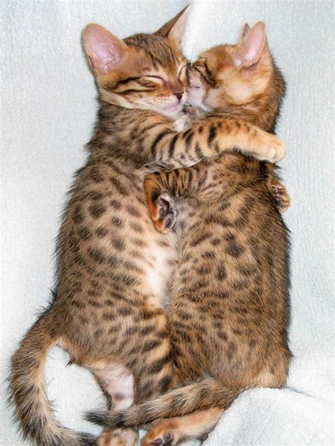 bengal cat – Bengal Cat Care