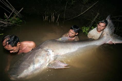 Mekong Giant Catfish