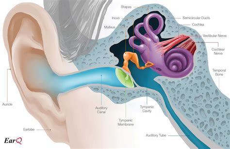 EarQ Anatomy of the Ear Chart | Human ear, Inner ear diagram, Ear anatomy