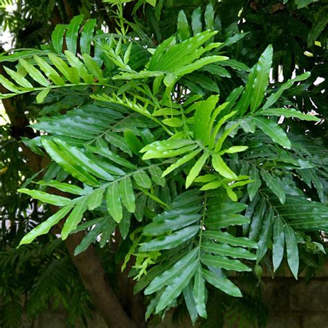 Fern Tree (Filicium decipiens) | Tooth Mountain Nursery