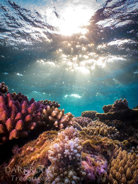 Coral Reef Sunrise Great Barrier Reef Underwater Photography Print - Etsy