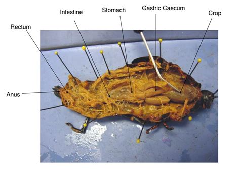 PPT - Grasshopper Dissection PowerPoint Presentation, free download ...