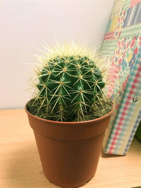 1 LARGE MATURE CACTI CACTUS SUCCULENT OFFICE INDOOR GARDEN PLANT @ 12cm ...