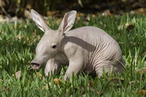 Another Baby Aardvark Born At Busch Gardens Tampa Bay (PHOTO) | HuffPost