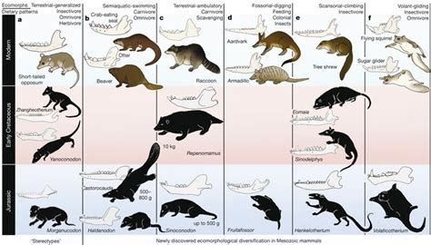 A Decimated Lineage | Mammals, Science illustration, Paleontology