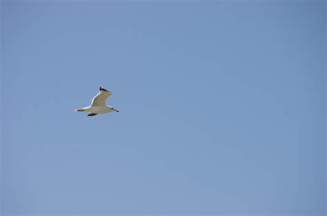 Single Bird Flying In Sky Free Stock Photo - Public Domain Pictures