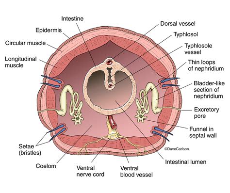 Earthworm Anatomy - Cross Section | Carlson Stock Art